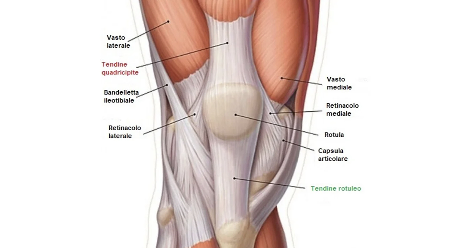 Anatomia del muscolo quadricipitale