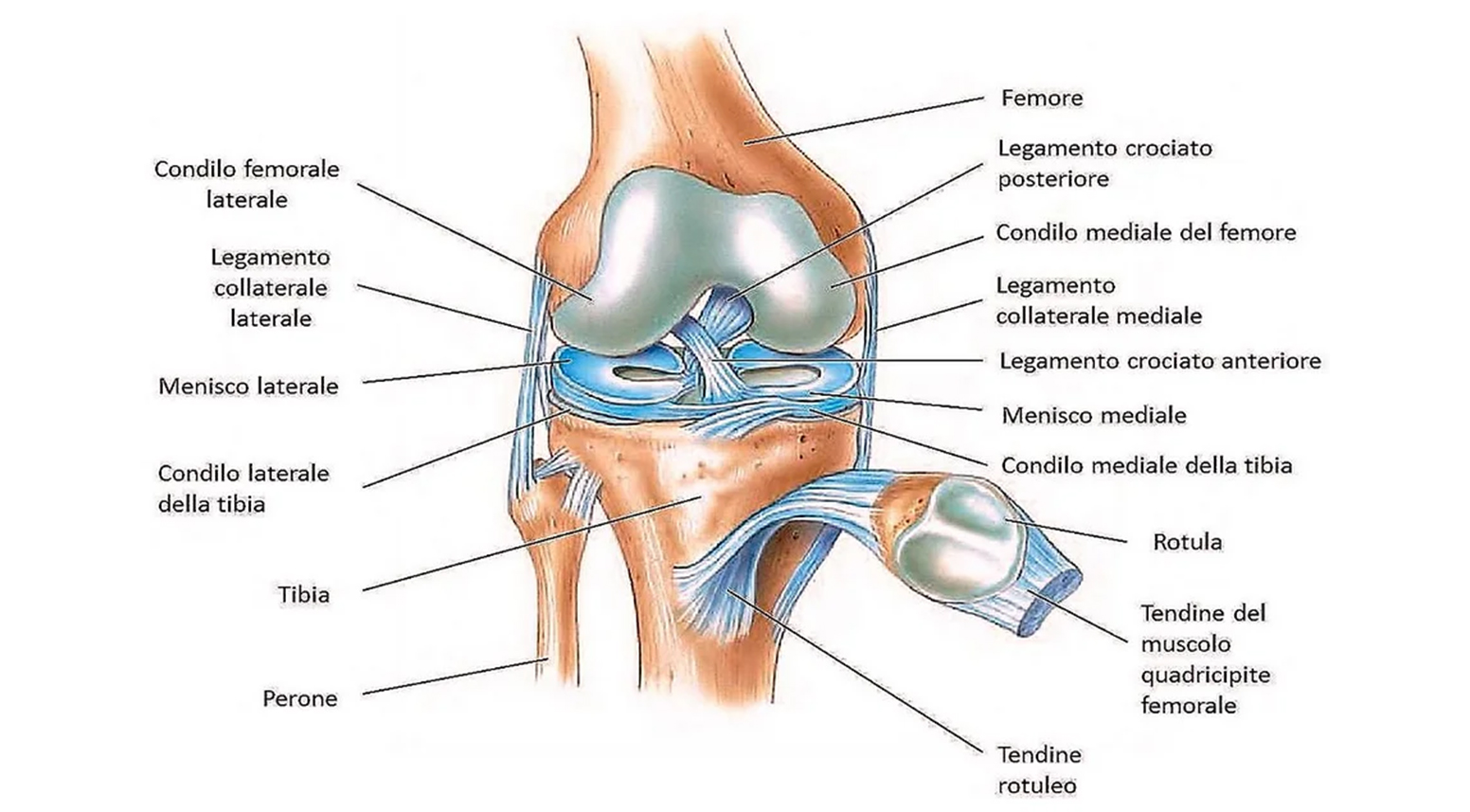Anatomia del tendine rotuleo