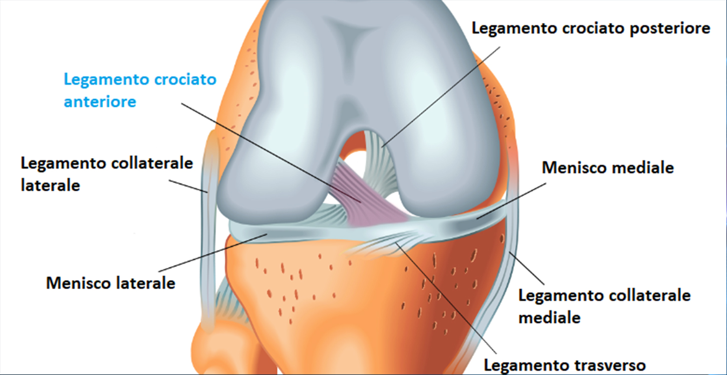 Tendine crociato anatomia